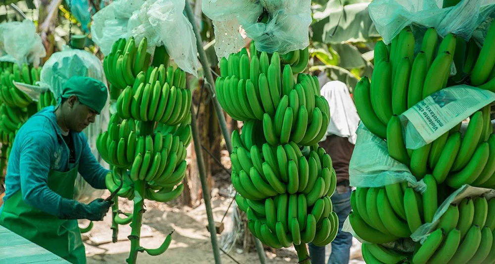Productores de banano claman por intervención urgente del Presidente ante profunda crisis del sector