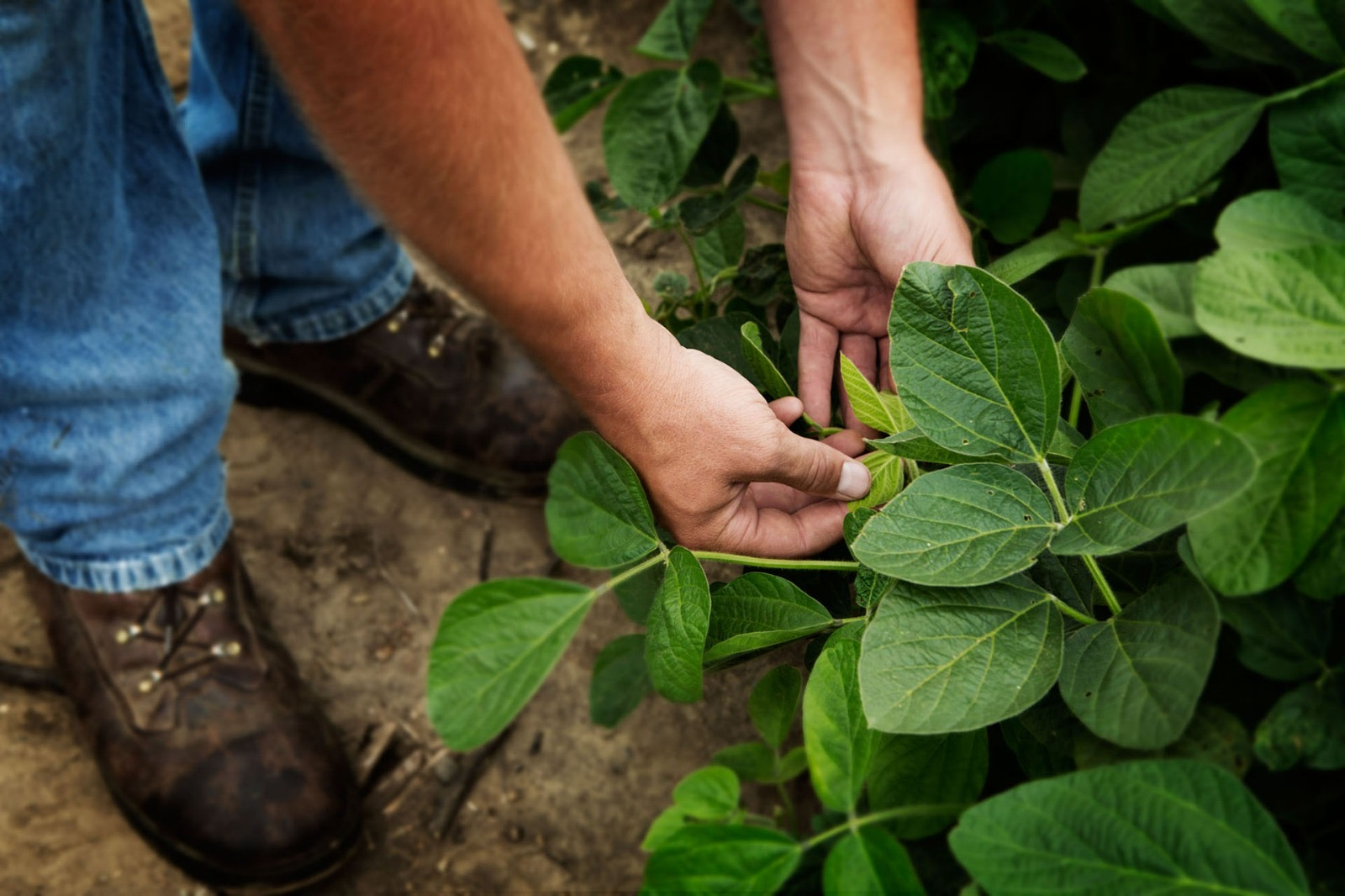 La soya sostenible impulsa el desarrollo económico y la seguridad alimentaria en República Dominicana