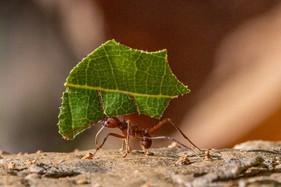Las hormigas, como los camioneros, tienen puntos ciegos al moverse con carga Las hormigas, como los camioneros, tienen puntos ciegos al moverse con carga