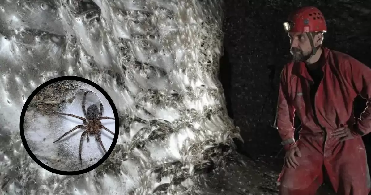 Científicos encuentran megaciudad de 111 mil arañas bajo tierra
