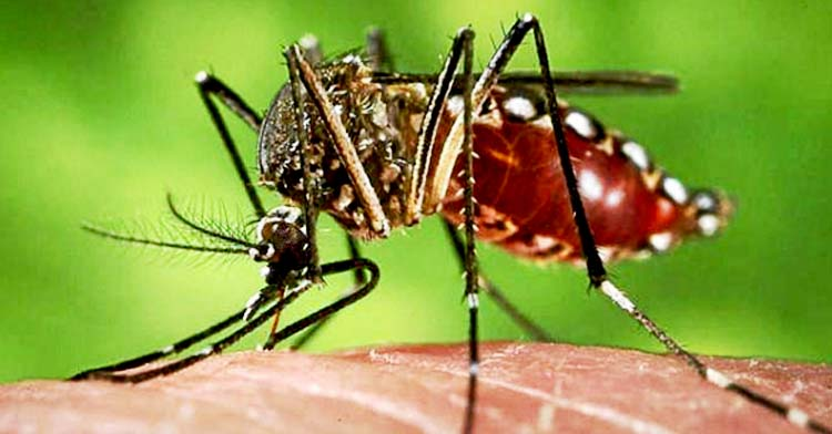 Detectan tres casos de chikungunya en RD Detectan tres casos de chikungunya en RD