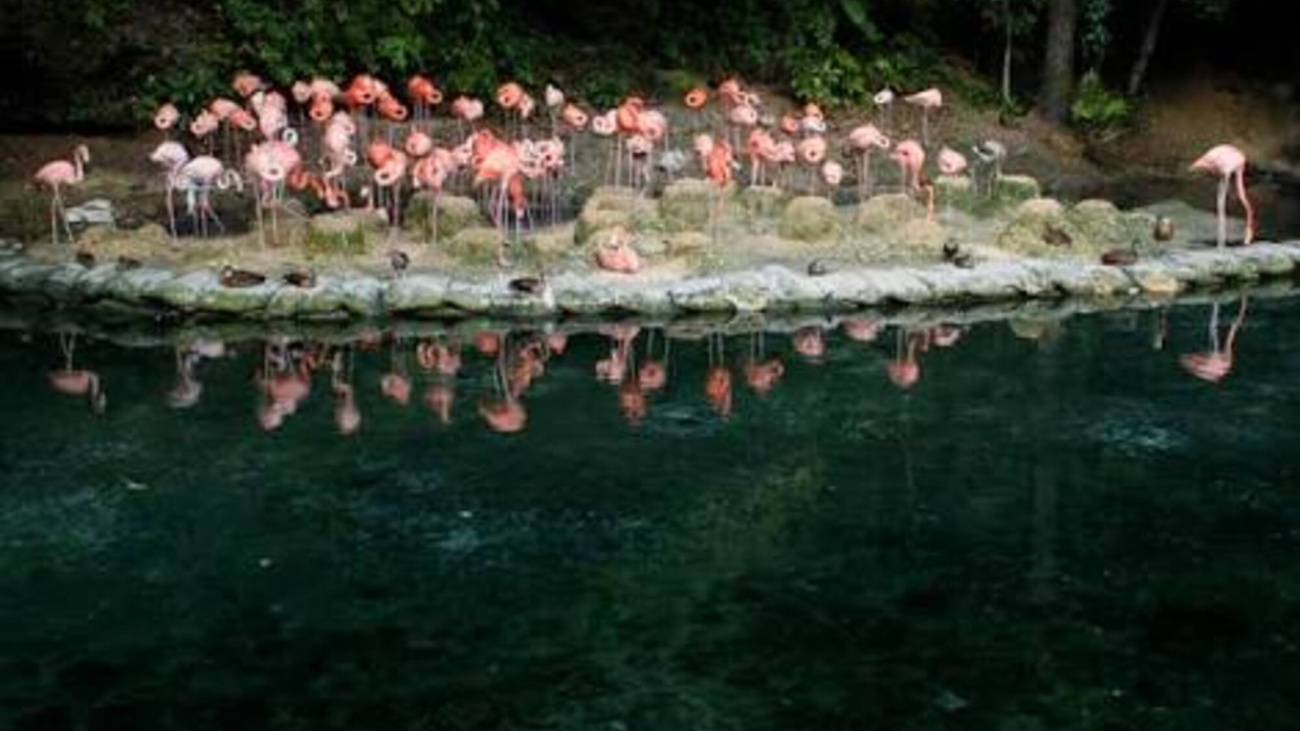 Zoológico Nacional aclara que donación de animales desde Puerto Rico no incluye especies venenosas