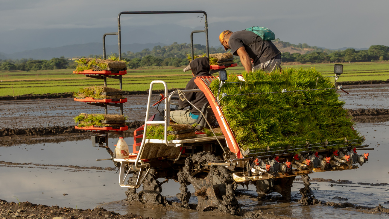Inician proyecto de arroz sostenible para fortalecer la producción en el Bajo Yuna