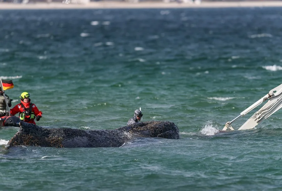 La ballena varada en la costa alemana del Báltico desde hace tres semanas vuelve a nadar tras liberarse