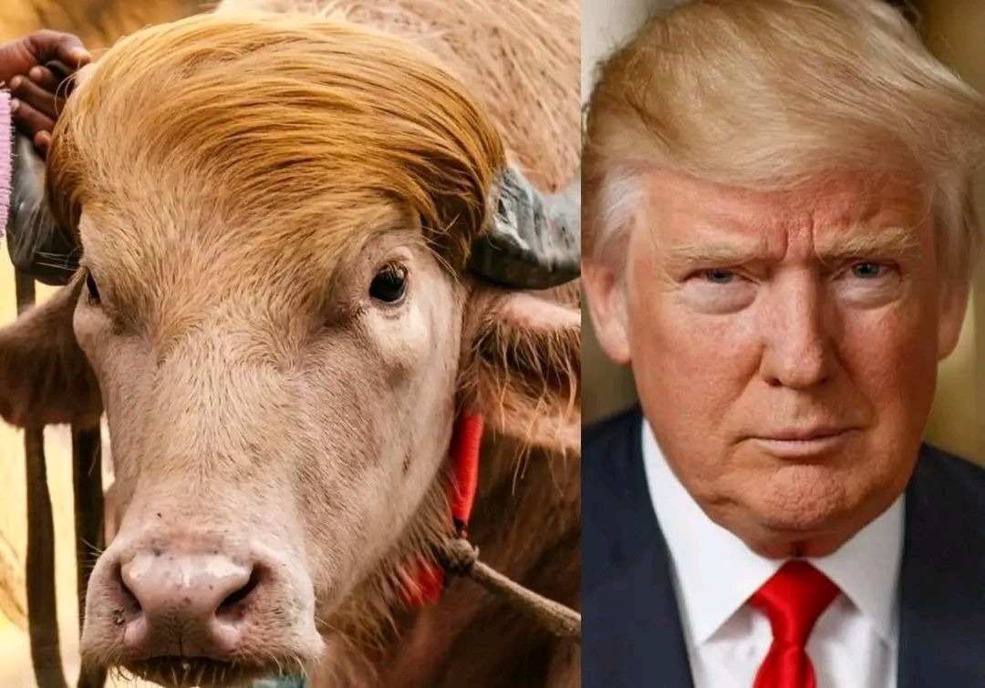 Un búfalo albino parecido a Donald Trump se vuelve una sensación viral en Bangladés Un búfalo albino parecido a Donald Trump se vuelve una sensación viral en Bangladés
