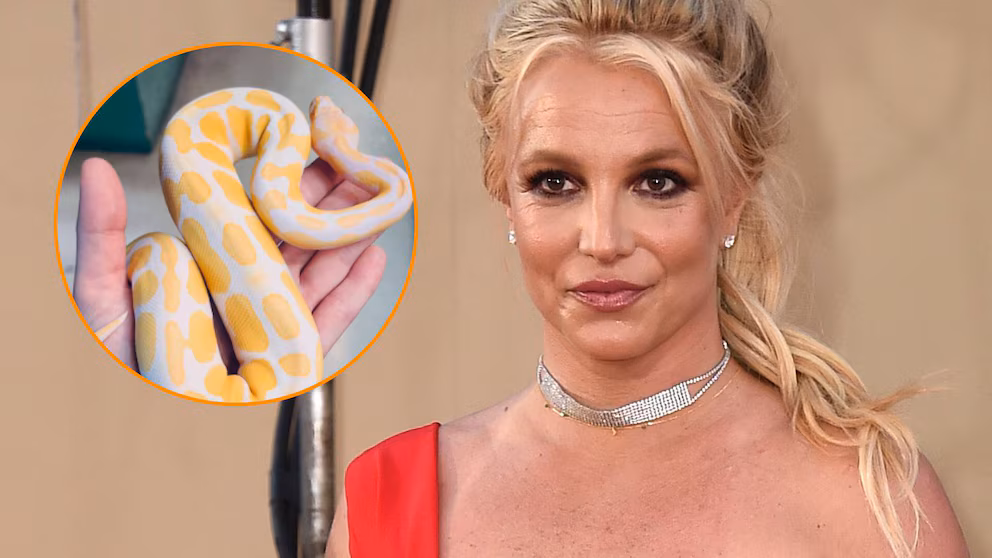 Britney Spears sostiene una serpiente en Instagram y dice estar en un “viaje espiritual” Britney Spears sostiene una serpiente en Instagram y dice estar en un “viaje espiritual”