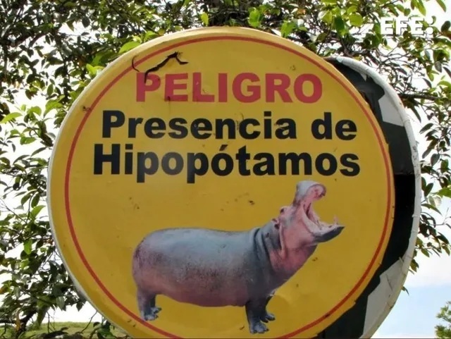 Así sería la logística millonaria para trasladar los hipopótamos de Escobar a la India