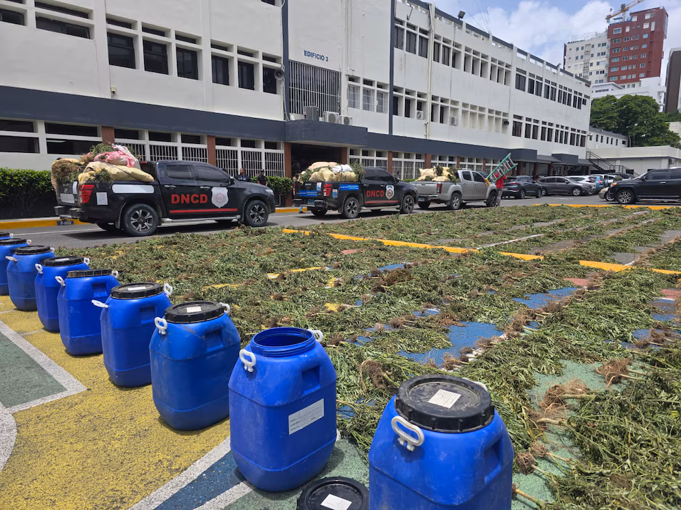 República Dominicana incautó y destruyó más de 4,800 plantas de marihuana en los primeros meses del año