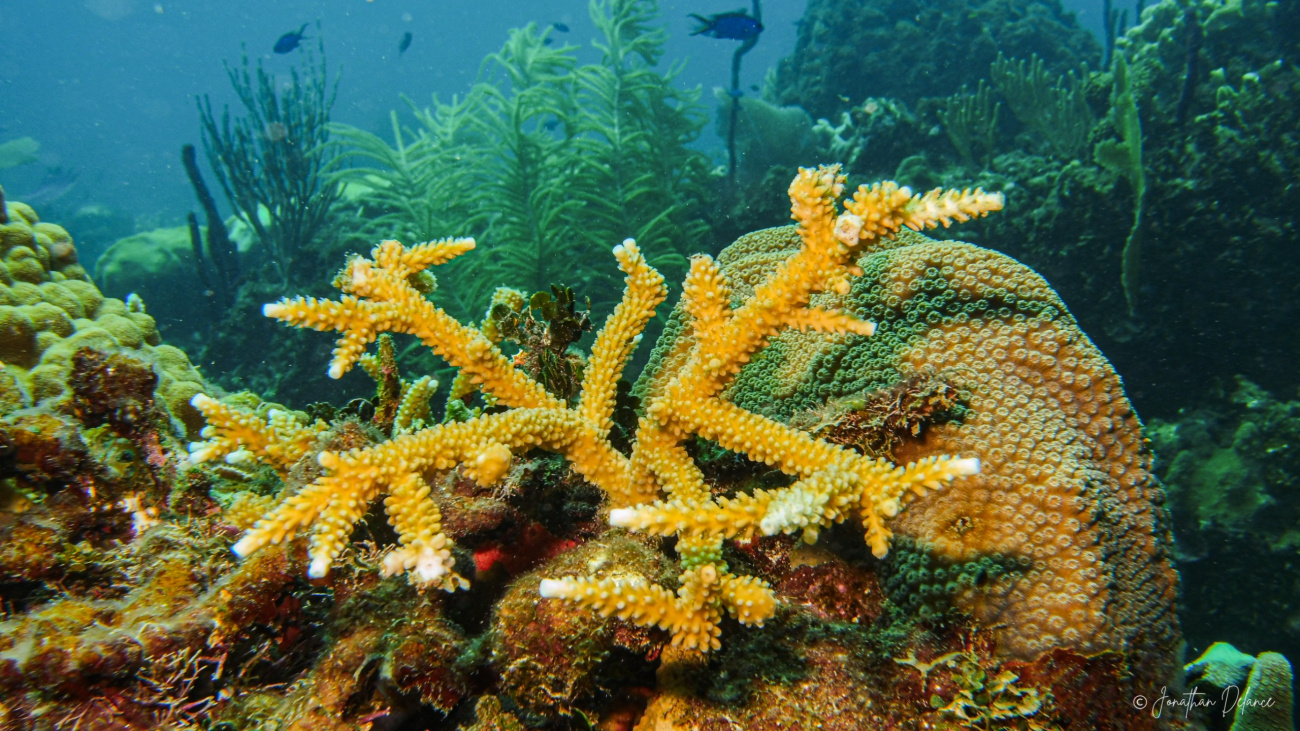 La República Dominicana participará en la mayor iniciativa de investigación de aguas profundas en la Cordillera Submarina Beata La República Dominicana participará en la mayor iniciativa de investigación de aguas profundas en la Cordillera Submarina Beata