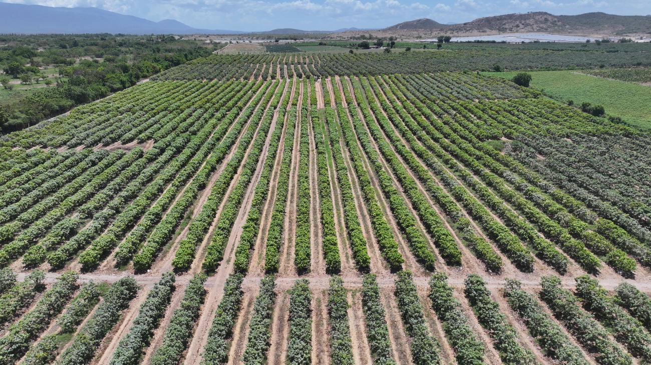 Gobierno da continuidad al proyecto Azua II – Pueblo Viejo para fortalecer el desarrollo agrícola de la provincia Gobierno da continuidad al proyecto Azua II – Pueblo Viejo para fortalecer el desarrollo agrícola de la provincia