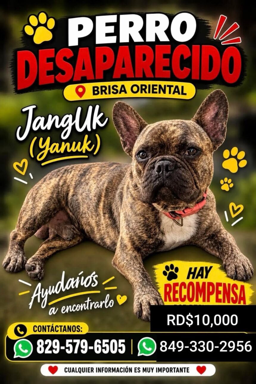Buscan a Jangluk, perro desaparecido en Brisa Oriental; ofrecen RD$10,000 de recompensa